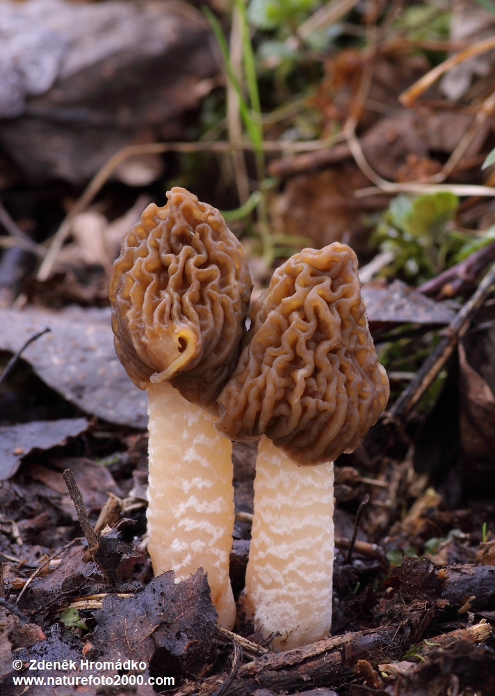 , Verpa bohemica (Mushrooms, Fungi)